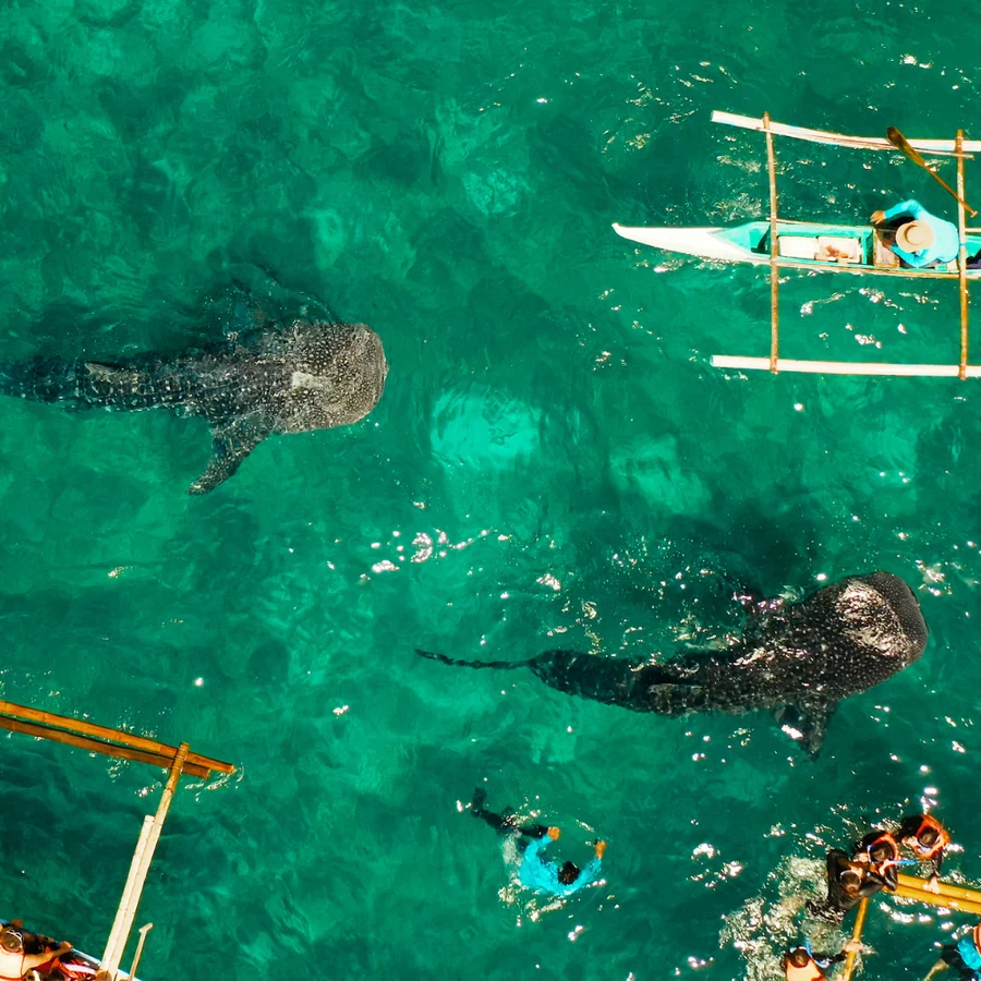 Oslob Whale Shark Experience — Cebu