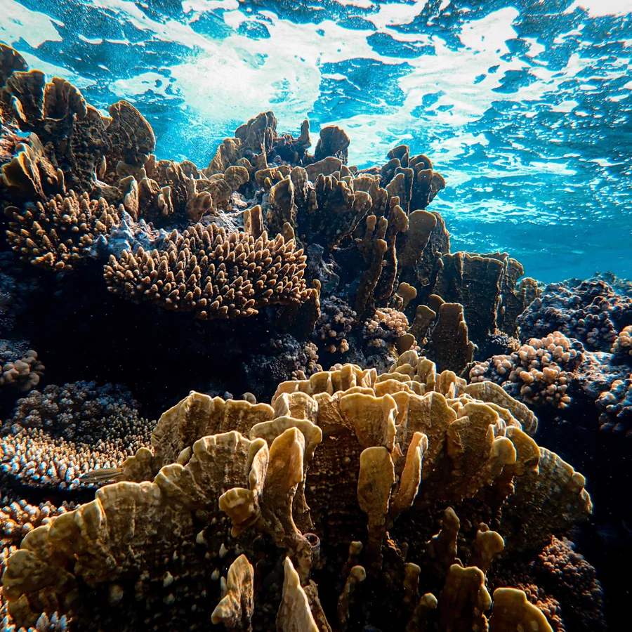 Dolphin Reef Fun Dives — Red Sea