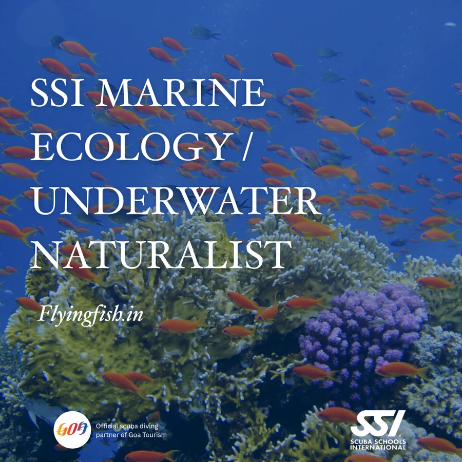 SSI Marine Ecology / Underwater Naturalist — Goa