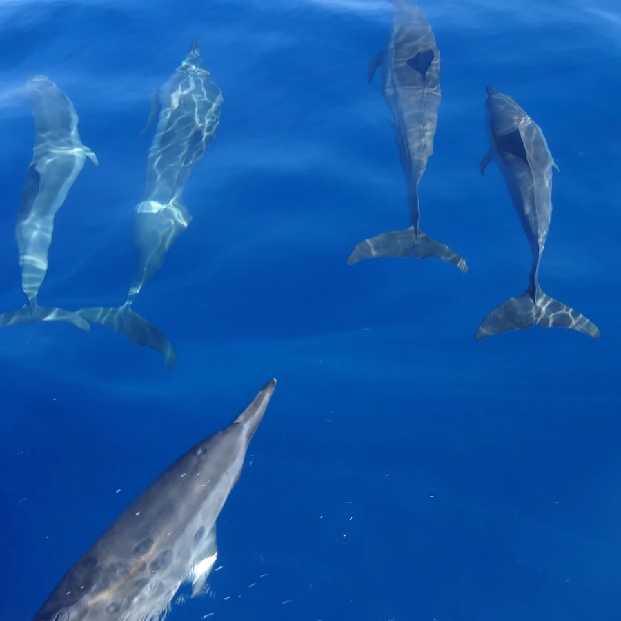 Reef & Dolphin Fun Dives — Mauritius