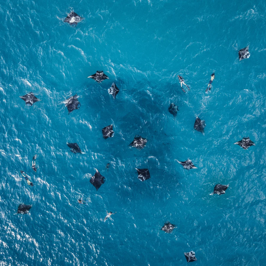 Manta Ray Special — Maldives