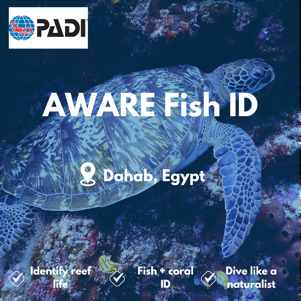 Marine Ecology & Fish ID course in Dahab