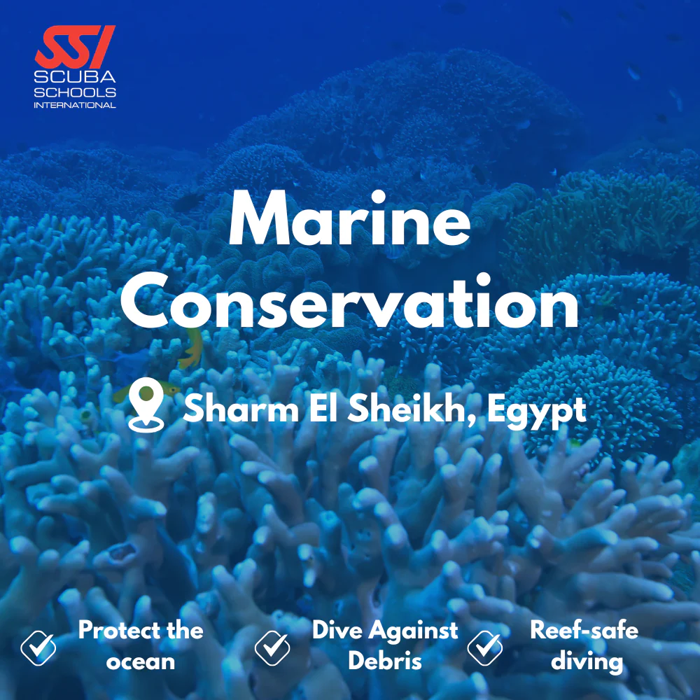 Conservation & AWARE course in Sharm El Sheikh