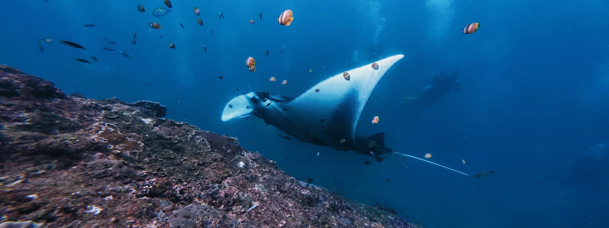 Rescue Diver course in Baa Atoll