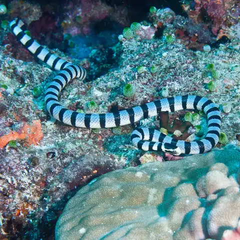 Rescue Diver course in Banda Sea