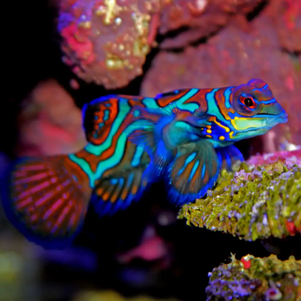 Alor — Mandarin Fish diving