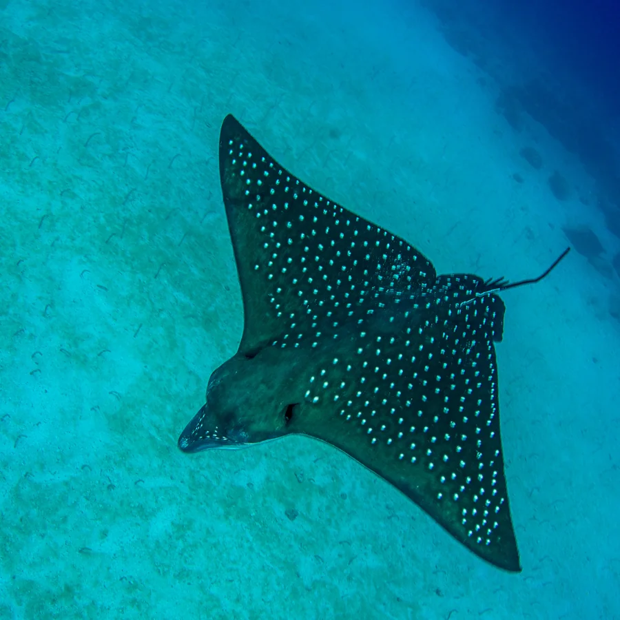Bangaram Island — Eagle Rays diving