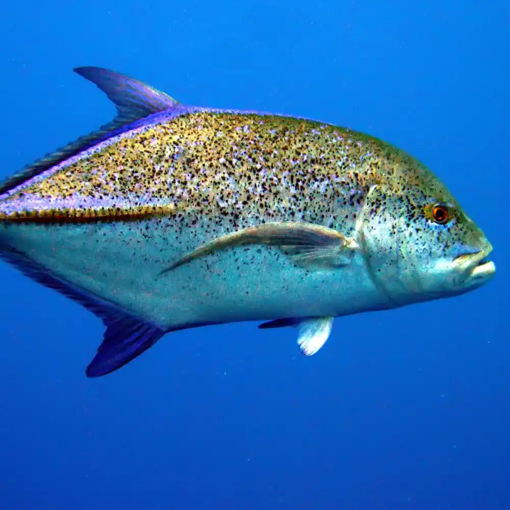 Bohol Panglao — Mandarin Fish diving
