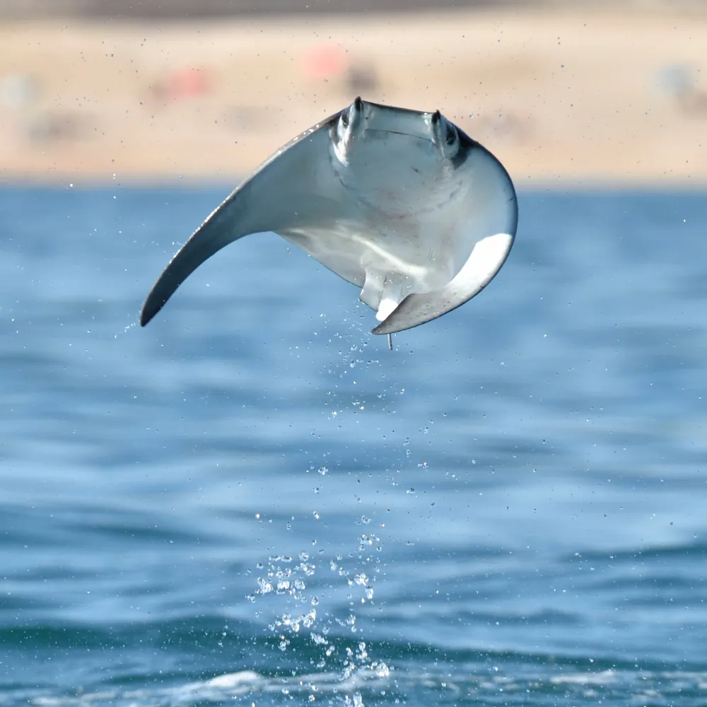 Djibouti — Eagle Rays diving