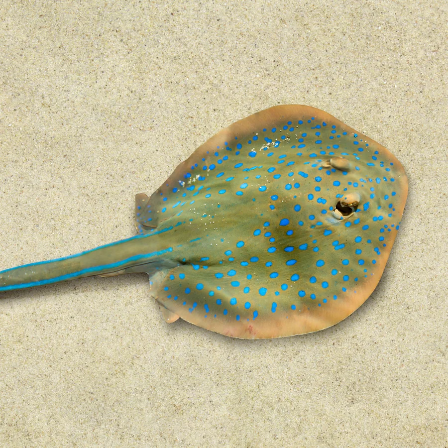 Grand Cayman — Stingrays diving