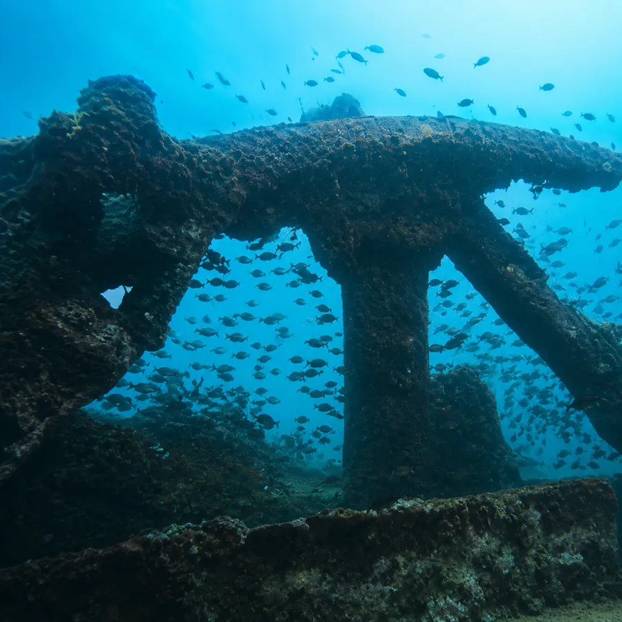 Grand Island Goa — Snappers diving