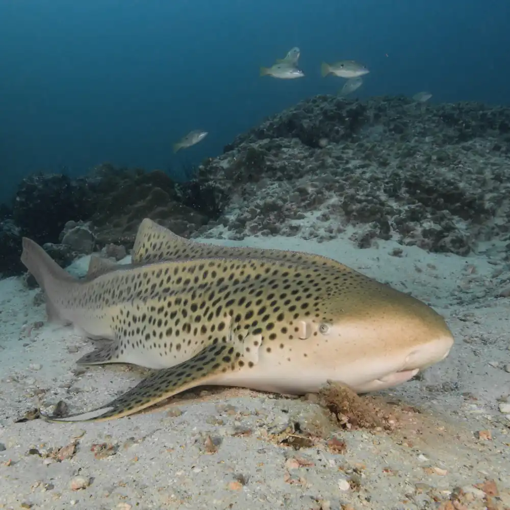 Koh Lanta — Cuttlefish diving