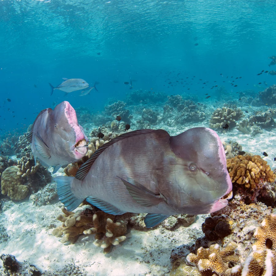Kovalam — Stingrays diving