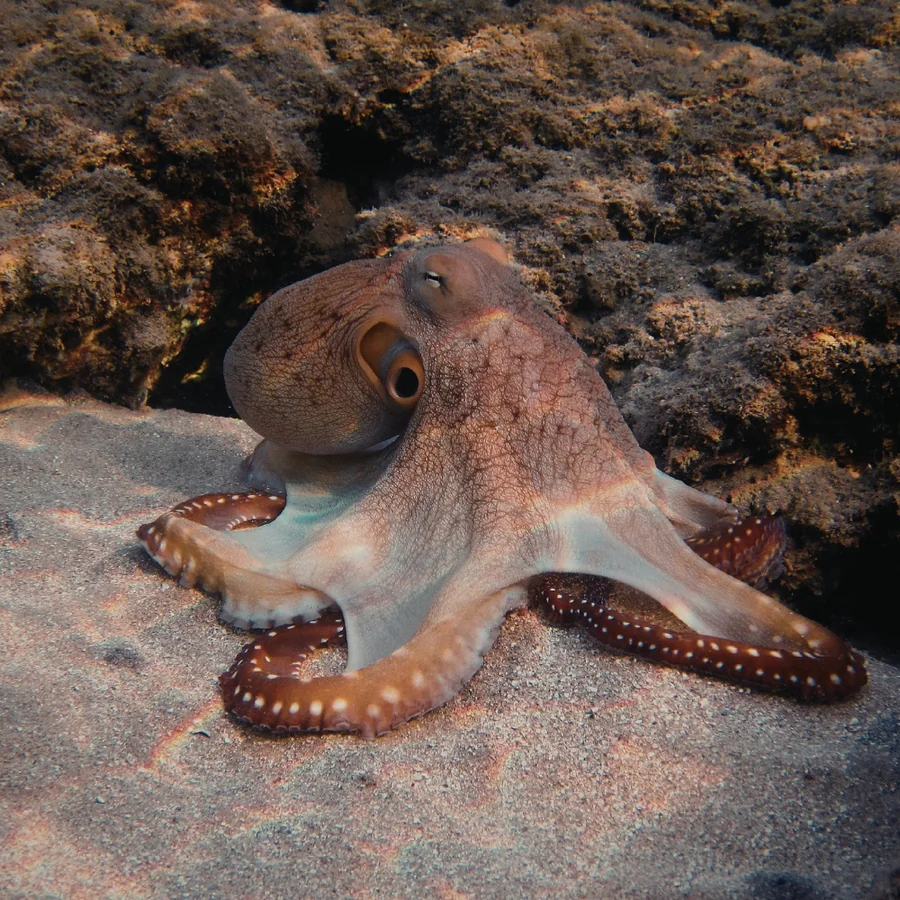 Malta Gozo — Cuttlefish diving