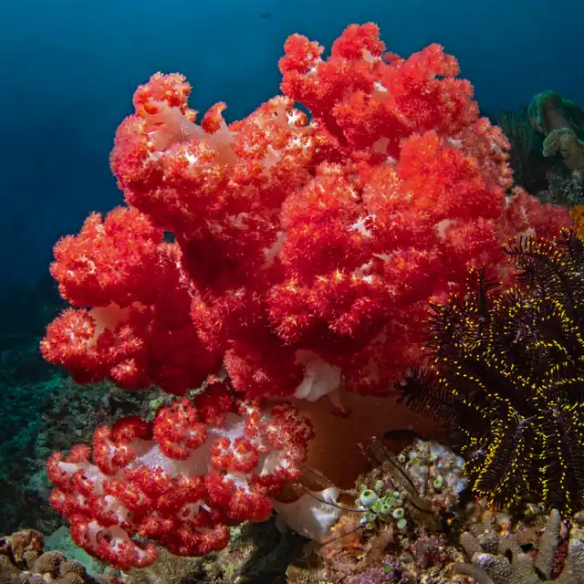 Papua New Guinea — Mandarin Fish diving