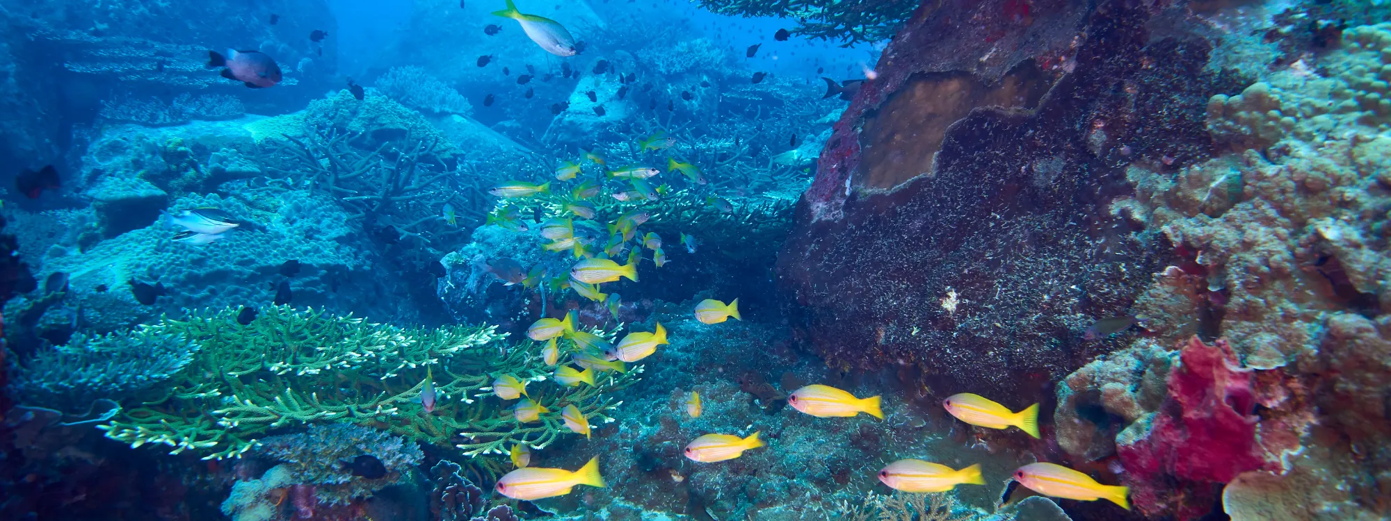 SSI Go Pro / Zero to Hero in Phuket