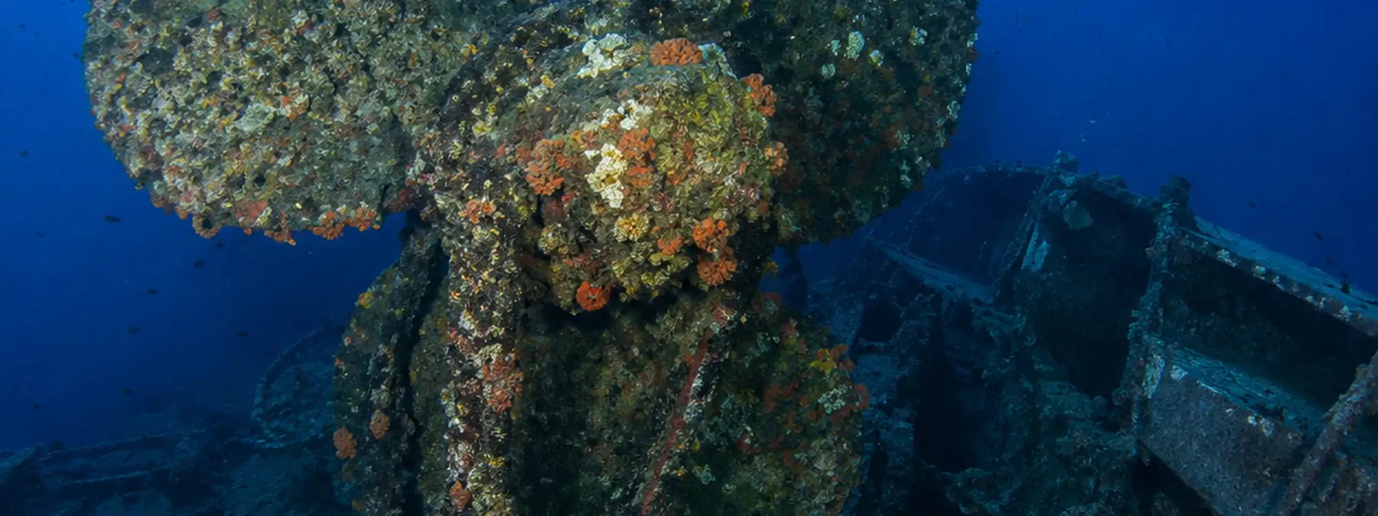 Rescue Diver course in Trincomalee