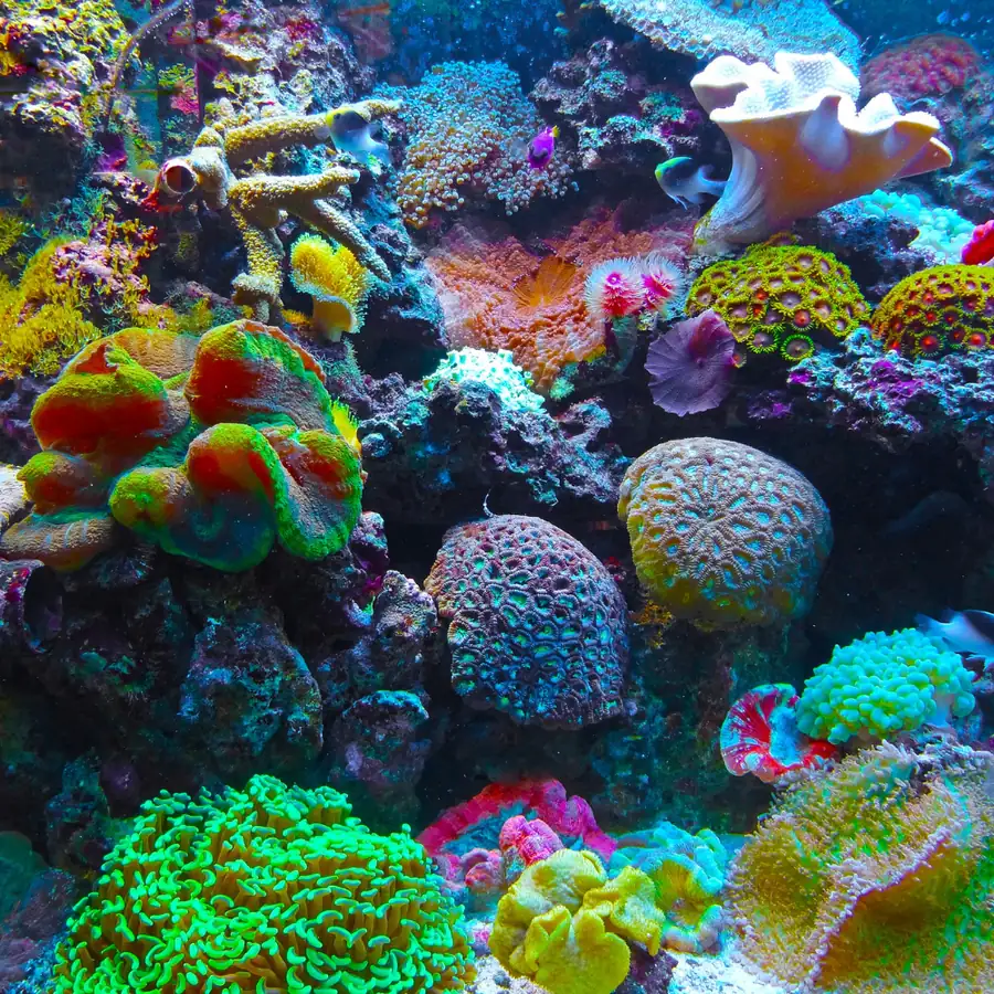 Coral Reefs