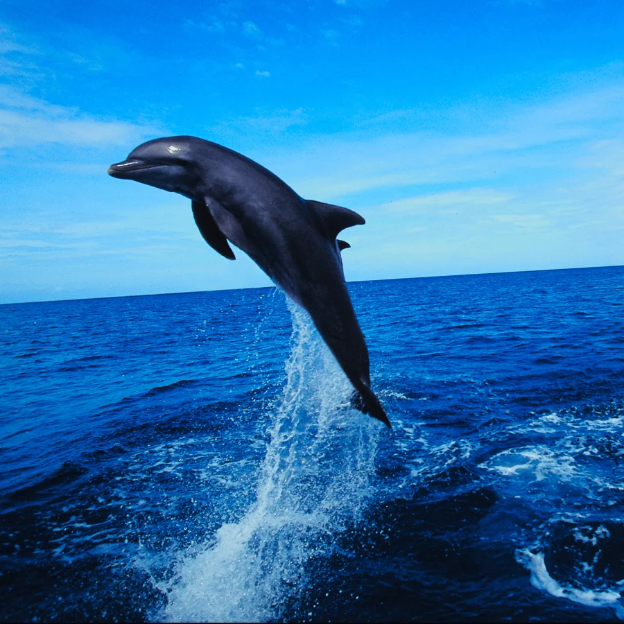 Dolphins
