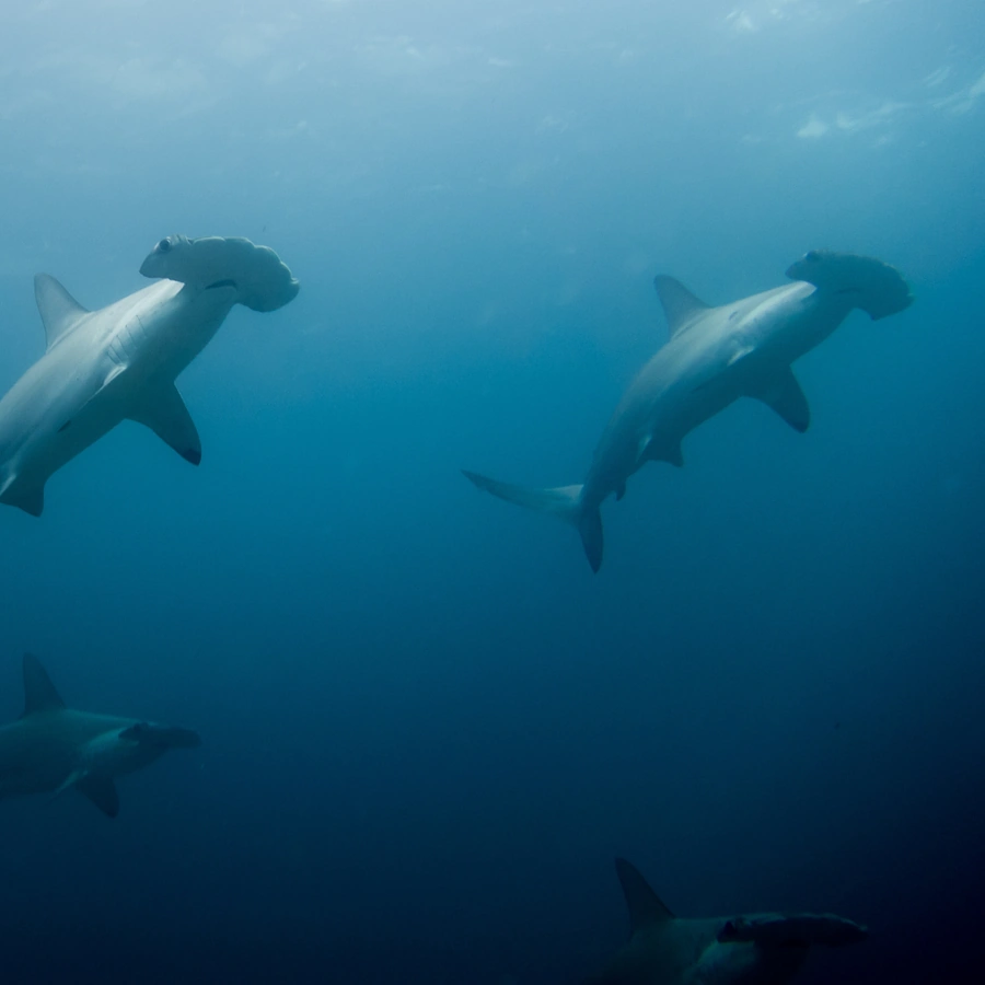 Hammerhead Sharks