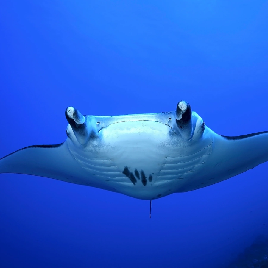 Manta Rays