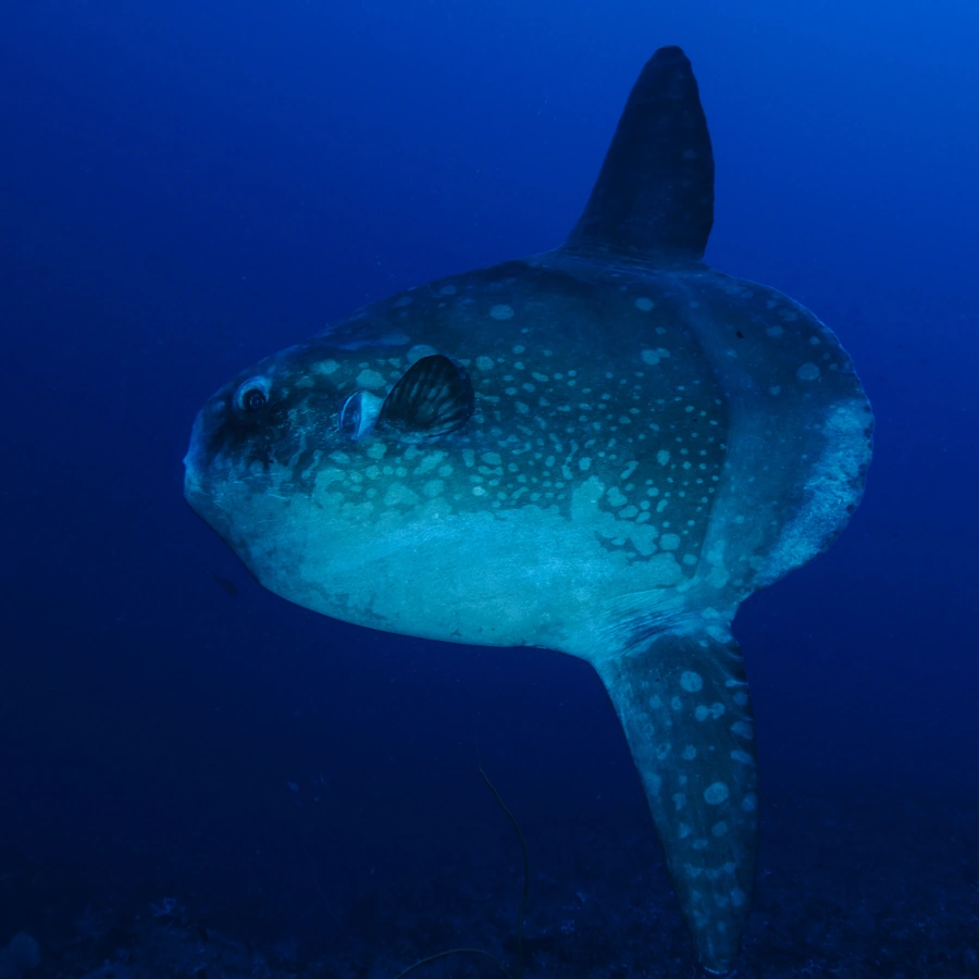 Mola Mola