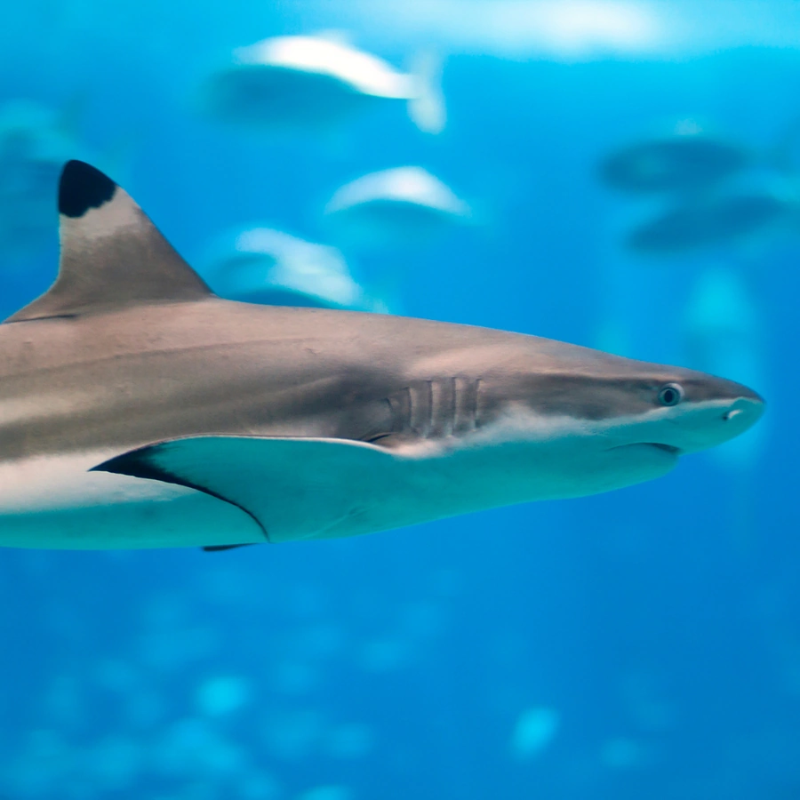 Reef Sharks