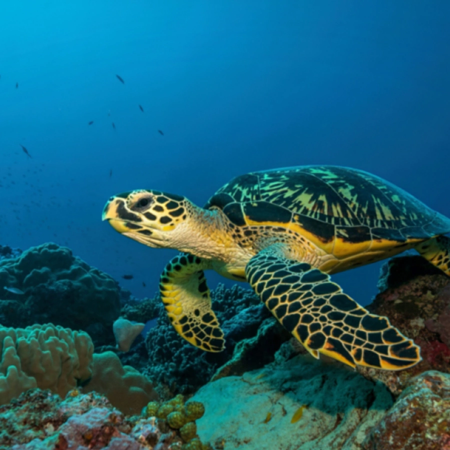 Turtles