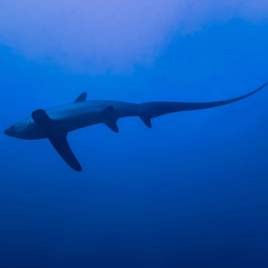 Thresher Sharks