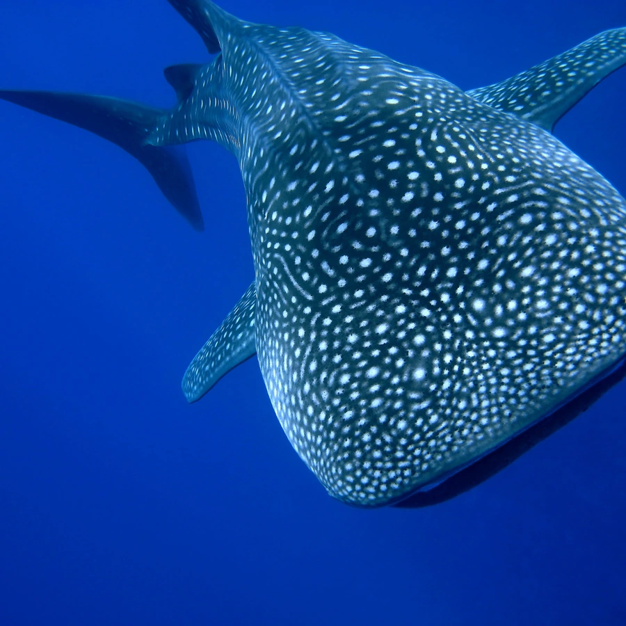 Whale Sharks
